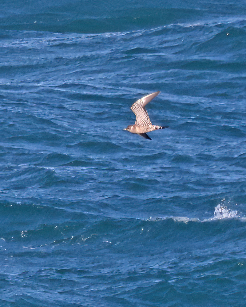 Long-tailed skua